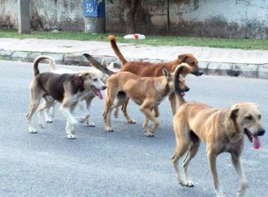 stray-dogs-injure-ten-children-in-kupwara-village-5-hospitalized