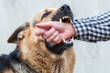 dog-bite-cases-cross-2-lakh-mark-in-jammu-and-kashmir-govt