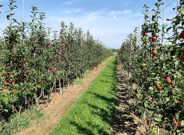 high-density-plantation-of-apple